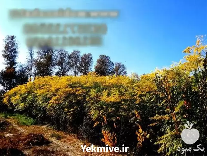 قیمت خرید نهال زیتون تلخ در کرج در گروه خرید و فروش نهال زیتون در یکمیوه -عکس1