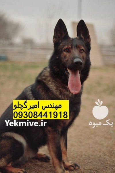فروش انواع ژرمن با قیمت مناسب در گروه سگ و گربه در یکمیوه -عکس1