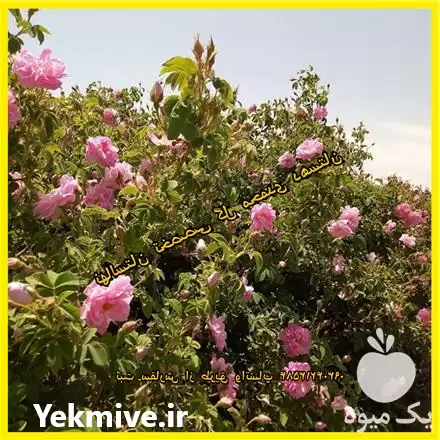 قیمت خرید نهال گل محمدی قمصر در کاشان در گروه خرید و فروش نهال گل محمدی در یکمیوه -عکس1