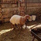 بره ماده آواسی در اصفهان در گروه گاو و گوسفند و میش و بز کهره گوساله در یکمیوه