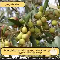 فروش نهال زیتون الک در ارومیه در گروه خرید و فروش نهال زیتون در یکمیوه