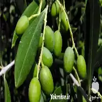 قیمت خرید نهال زیتون در ارومیه در گروه خرید و فروش نهال زیتون در یکمیوه