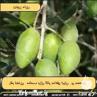 فروش زیتون ماری در ارومیه در گروه خرید و فروش زیتون در یکمیوه