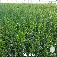 فروش زیتون خارجی نژاد ماری mari در ساری در گروه خرید و فروش نهالستان در یکمیوه