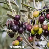 قیمت خرید نه زیتون میشن آمریکایی در ساری در گروه خرید و فروش نهال زیتون در یکمیوه