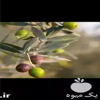 فروش نهال زیتون کرونایکی یونان گلدانی در ساری در گروه خرید و فروش نهال زیتون در یکمیوه