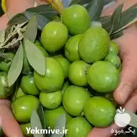 قیمت خرید نهال زیتون کنسروالیا در ساری در گروه خرید و فروش نهال زیتون در یکمیوه