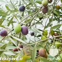 فروش عرضه نهال زیتون آمریکایی واریته در ساری در گروه خرید و فروش نهال زیتون در یکمیوه