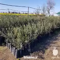فروش عرضه نهال زیتون نژادی ماری در ساری در گروه خرید و فروش نهال زیتون در یکمیوه