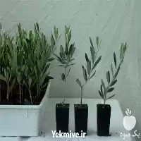 قیمت خرید نهال زیتون با کیفیت در گروه خرید و فروش نهال زیتون در یکمیوه
