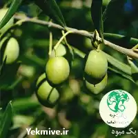 قیمت خرید نهال زیتون در ارومیه در گروه خرید و فروش نهال زیتون در یکمیوه