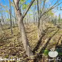 فروش نهال زیتون تلخ در تهران در گروه خرید و فروش نهال زیتون در یکمیوه