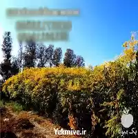 قیمت خرید نهال زیتون تلخ در کرج در گروه خرید و فروش نهال زیتون در یکمیوه