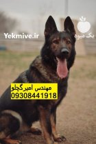 فروش انواع ژرمن با قیمت مناسب در گروه سگ و گربه در یکمیوه