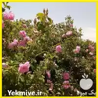 قیمت خرید نهال گل محمدی قمصر در کاشان در گروه خرید و فروش نهال گل محمدی در یکمیوه