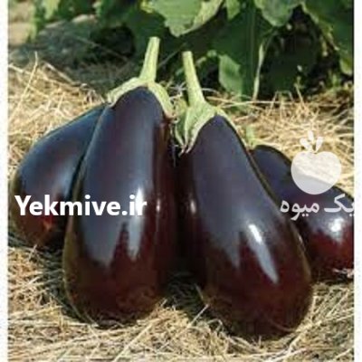 قیمت فروش بذر بادمجان گالین در شهرکرد در گروه خرید و فروش بذر بادمجان در یکمیوه -عکس1