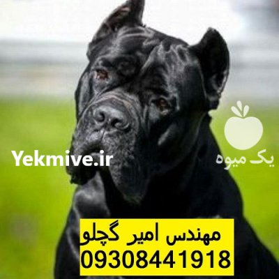 سگ نگهبان محافظ نقش کن کورسو در بانه در گروه سگ و گربه در یکمیوه -عکس1