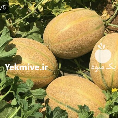 قیمت بذر ملون جانا در شهرکرد در گروه خرید و فروش بذر ملون در یکمیوه -عکس2