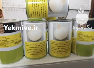 فروش بذر پیاز مینروا _ قیمت در گروه خرید و فروش بذر پیاز در یکمیوه -عکس2