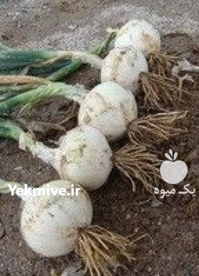 فروشنده بذر پیاز داستر در گروه خرید و فروش بذر پیاز در یکمیوه -عکس2