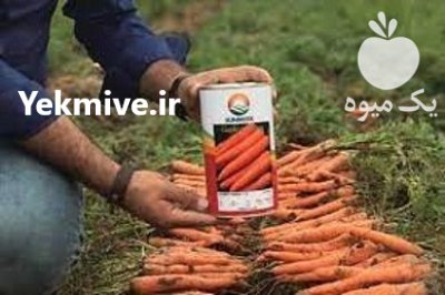 فروش بذر هویج نانتس نابا در بابلسر در گروه خرید و فروش بذر هویج در یکمیوه -عکس3