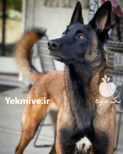 خرید و فروش سگ مالینویز در گروه سگ و گربه در یکمیوه -عکس1