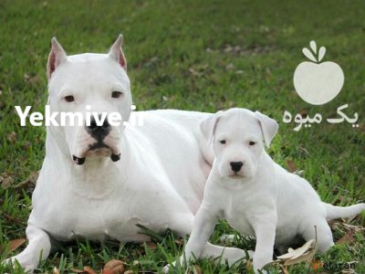 خرید و فروش سگ داگو ارژانتینو در شهرجدید هشتگرد در گروه سگ و گربه در یکمیوه -عکس1