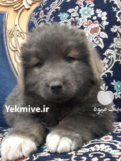 خرید و فروش سگ قفقازی در کرج در گروه سگ و گربه در یکمیوه -عکس1