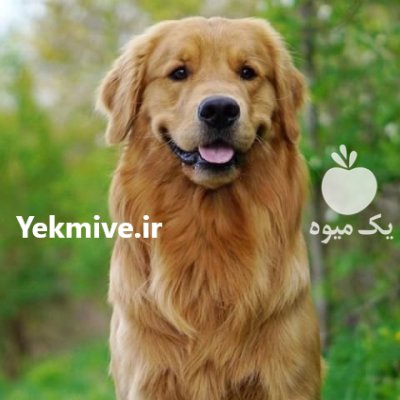 خرید و فروش سگ گلدن روتریور در چهارباغ در گروه سگ و گربه در یکمیوه -عکس1