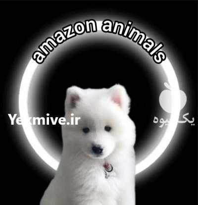 فروش سگ سامویید نر ماده در گروه سگ و گربه در یکمیوه -عکس1