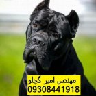 سگ نگهبان محافظ نقش کن کورسو در بانه در گروه سگ و گربه در یکمیوه