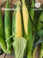 فروش بذر ذرت سینگل کراس در شهرکرد در گروه خرید و فروش بذر ذرت در یکمیوه