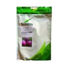 بذر پیاز قرمز 7030 در گروه خرید و فروش بذر پیاز در یکمیوه