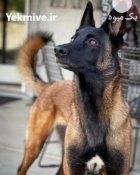 خرید و فروش سگ مالینویز در گروه سگ و گربه در یکمیوه