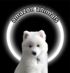 فروش سگ سامویید نر ماده در گروه سگ و گربه در یکمیوه