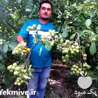 خرید نهال لیبل دار در نهالستان در تهران در گروه خرید و فروش نهال میوه در یکمیوه -عکس1