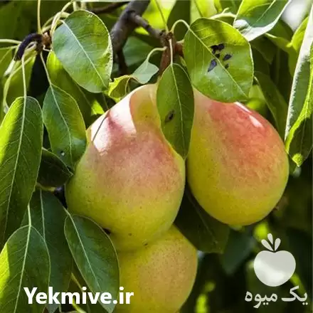 قیمت خرید نهال گلابی پیوندی در گروه خرید و فروش نهال گلابی در یکمیوه -عکس1