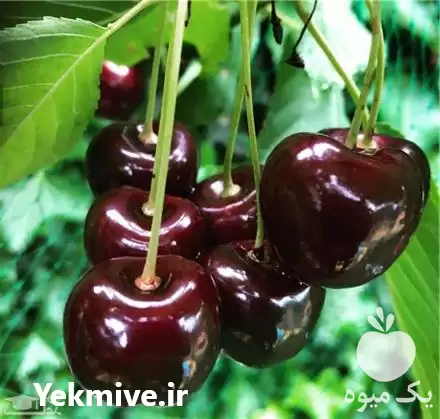 خرید نهال گیلاس در میاندوآب در گروه خرید و فروش نهال میوه در یکمیوه -عکس1