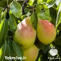 قیمت خرید نهال گلابی پیوندی در گروه خرید و فروش نهال گلابی در یکمیوه