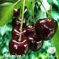 خرید نهال گیلاس در میاندوآب در گروه خرید و فروش نهال میوه در یکمیوه