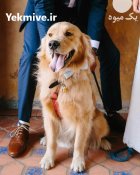 خرید و فروش سگ گلدن روتریور در چهارباغ در گروه سگ و گربه در یکمیوه