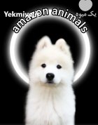 فروش سگ سامویید نر ماده در تهران در گروه سگ و گربه در یکمیوه