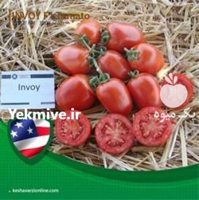 قیمت بذر گوجه فرنگی اینوی در کرمان  در گروه خرید و فروش بذر گوجه در یکمیوه -عکس1