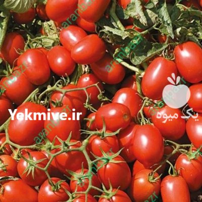 قیمت بذر گوجه فرنگی اینوی در کرمان  در گروه خرید و فروش بذر گوجه در یکمیوه -عکس2