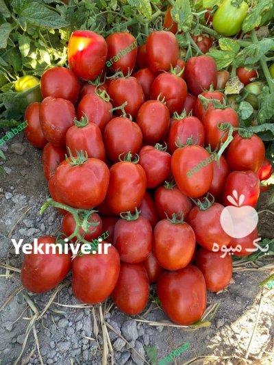 قیمت بذر گوجه فرنگی اینوی در کرمان  در گروه خرید و فروش بذر گوجه در یکمیوه -عکس3