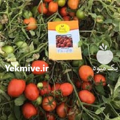 فروش بذر گوجه بارانا در زاهدان در گروه خرید و فروش بذر گوجه در یکمیوه -عکس1