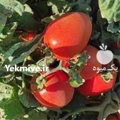 قیمت بذر گوجه سوپراستون در اصفهان در گروه خرید و فروش بذر گوجه در یکمیوه -عکس2