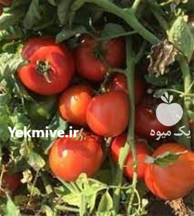 قیمت بذر گوجه پتو پراید 6 در اصفهان در گروه خرید و فروش بذر گوجه در یکمیوه -عکس1