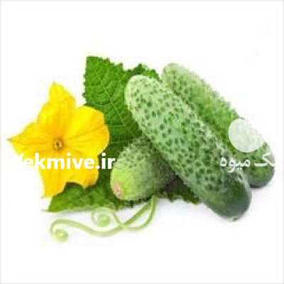 قیمت بذر خیار MC 18 در کرج در گروه خرید و فروش بذر خیار در یکمیوه -عکس2