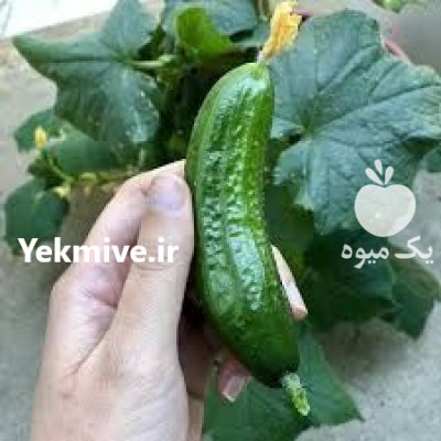 قیمت بذر خیار 4196 سیمینس در کرمان  در گروه خرید و فروش بذر خیار در یکمیوه -عکس1